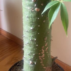 Photo of the plant species Samauma by @GutsyCowshorn66 named Ramona on Greg, the plant care app