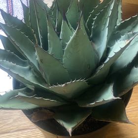 Photo of the plant species Parry's Agave by @GutsyCowshorn66 named Zeus on Greg, the plant care app