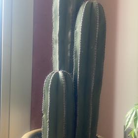 Photo of the plant species Mexican Fence Post Cactus by @GutsyCowshorn66 named Marley on Greg, the plant care app