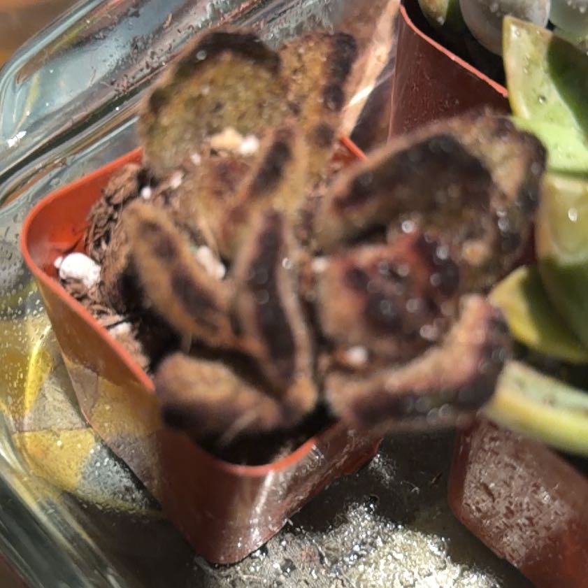 Photo of the plant species Cinnamon Panda Plant by @LaidbackAtom48 named Gomez on Greg, the plant care app