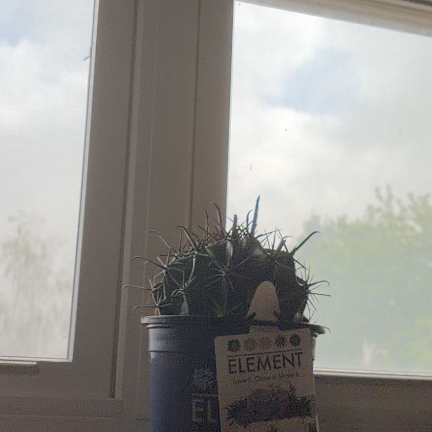 Photo of the plant species Ferocactus horridus by @OodlesGinger46 named Biggy on Greg, the plant care app