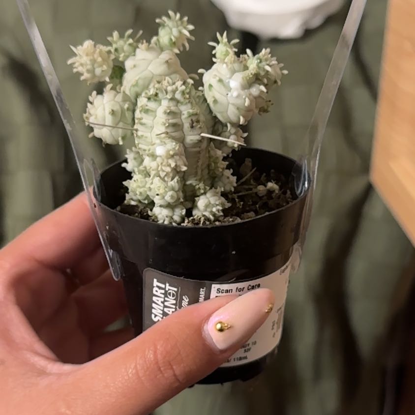 Photo of the plant species Corncob Cactus by @BestOkra26 named Xena on Greg, the plant care app