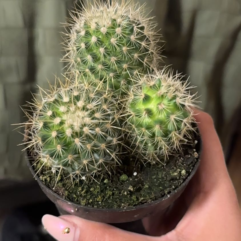 Photo of the plant species Mammillaria pringlei by @BestOkra26 named Apollo on Greg, the plant care app