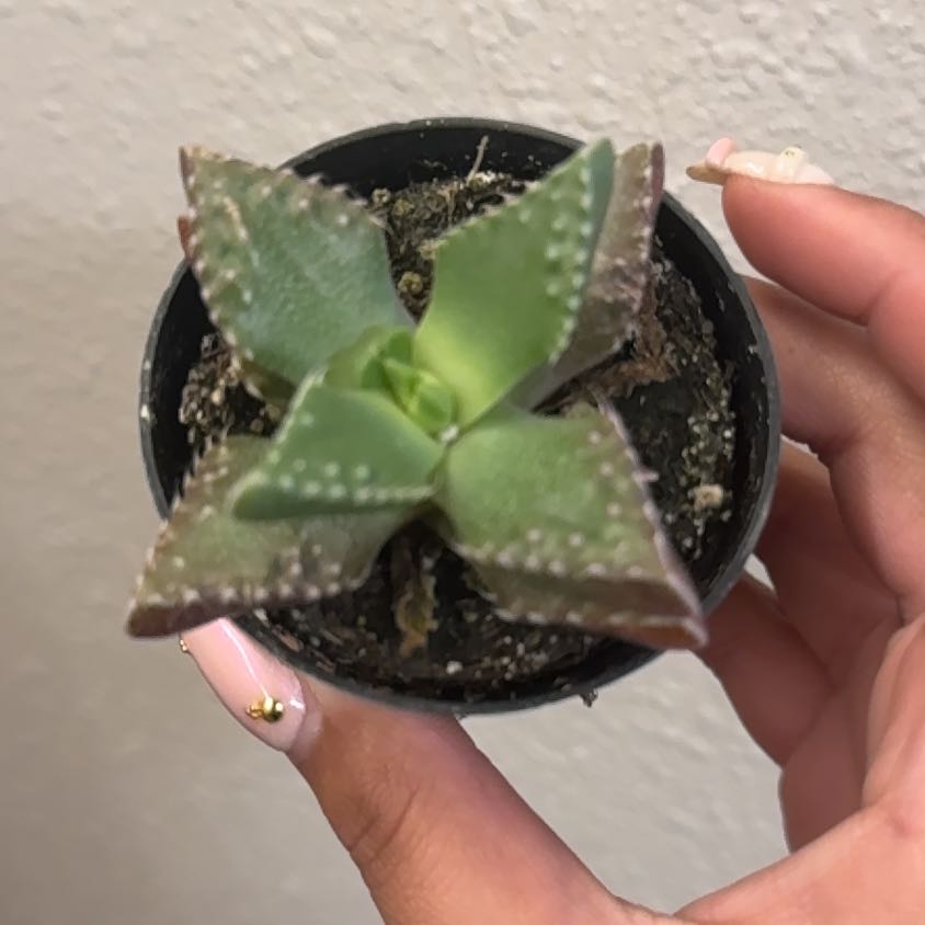 Photo of the plant species Faucaria felina by @BestOkra26 named Mando on Greg, the plant care app
