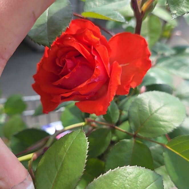 Photo of the plant species True Passion Rose by @GrownHoyajade91 named Gregarious on Greg, the plant care app