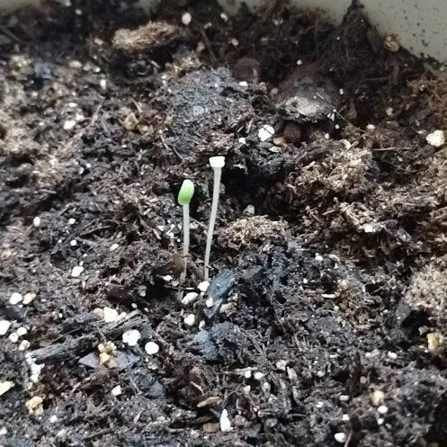Photo of the plant species Romaine Lettuce by @CuddlyBogbean24 named Larry on Greg, the plant care app