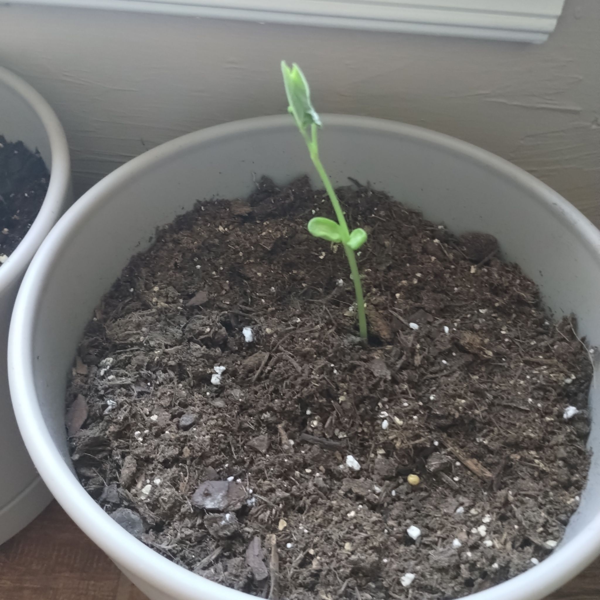 Photo of the plant species Pinto Bean by @CuddlyBogbean24 named Miley on Greg, the plant care app