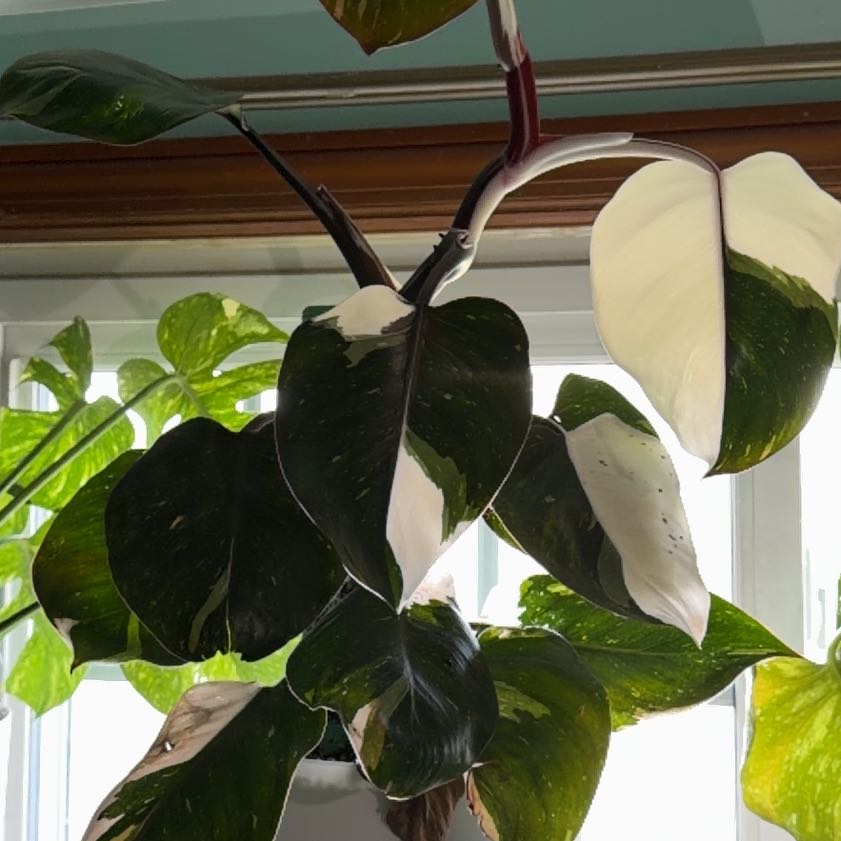 Photo of the plant species White Knight by @DoyennePothos87 named Bieber on Greg, the plant care app