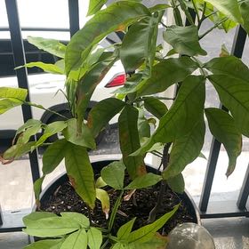 Photo of the plant species Chenet by @TopOrpine23 named El Jibaro on Greg, the plant care app