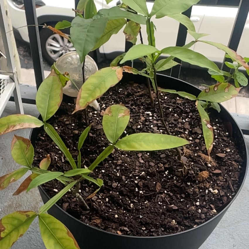 Photo of the plant species Chenet by @TopOrpine23 named Keanu Leaves on Greg, the plant care app