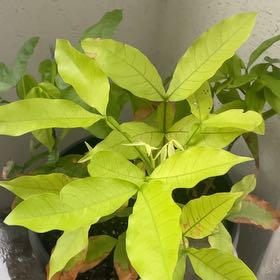 Photo of the plant species Chenet by @TopOrpine23 named Curie on Greg, the plant care app