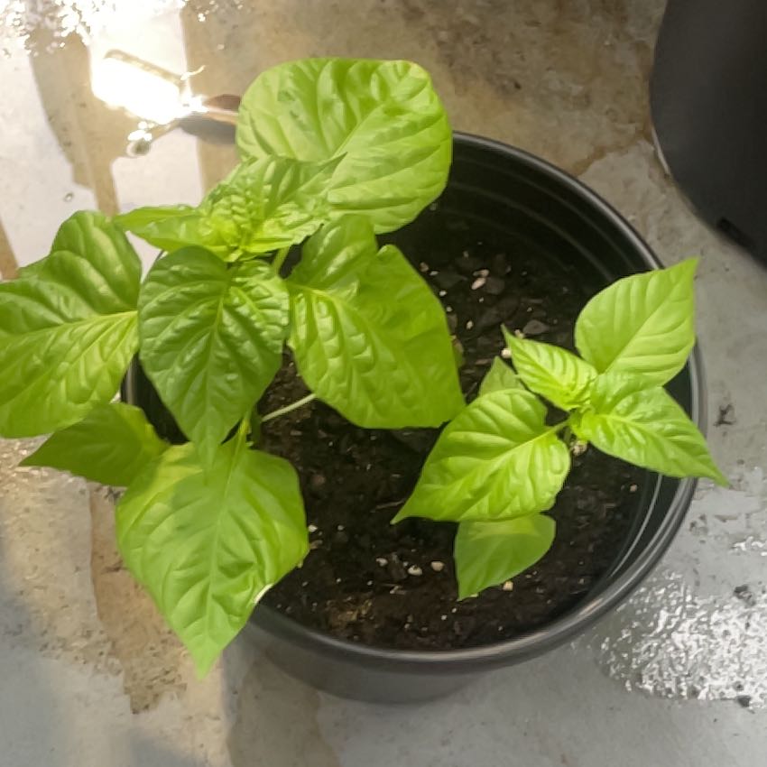 Photo of the plant species Ají dulce by @TopOrpine23 named Sage on Greg, the plant care app