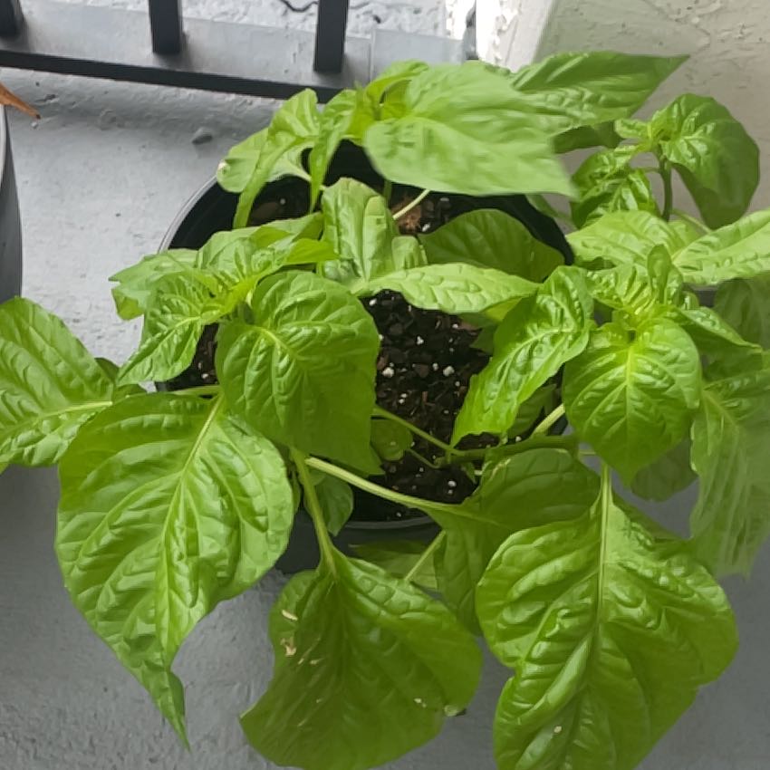 Photo of the plant species Ají dulce by @TopOrpine23 named Drake on Greg, the plant care app