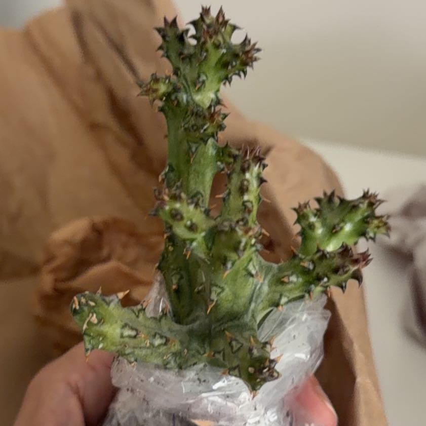 Photo of the plant species Persian Carpet Flower by @BabyMoonstone93 named Homer on Greg, the plant care app