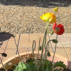 Photo of the plant species Iceland Poppy by @ProudAlbo31 named Sir Plancelot on Greg, the plant care app