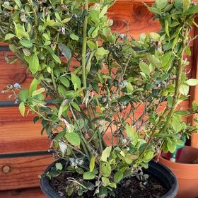 Photo of the plant species American Blueberry by @ProudAlbo31 named Pax on Greg, the plant care app