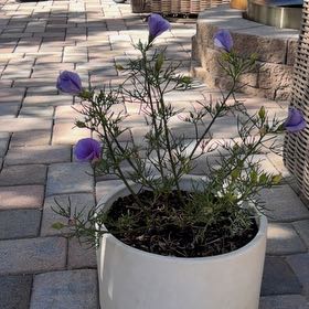 Photo of the plant species Korean Hibiscus by @ProudAlbo31 named Messi on Greg, the plant care app