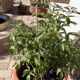 Photo of the plant species Chinese Peony by @ProudAlbo31 named Stella on Greg, the plant care app
