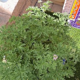 Photo of the plant species Citronella (anti-mosquito plant) by @ProudAlbo31 named Terra on Greg, the plant care app