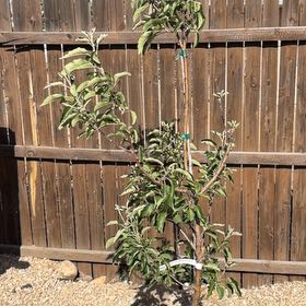 Photo of the plant species Ambrosia Apple Tree by @ProudAlbo31 named Tolkien on Greg, the plant care app