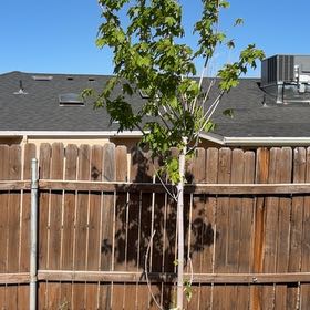 Photo of the plant species Maple Tree by @ProudAlbo31 named Bigleef Smalls on Greg, the plant care app