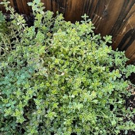 Photo of the plant species Thyme by @ProudAlbo31 named Elle on Greg, the plant care app