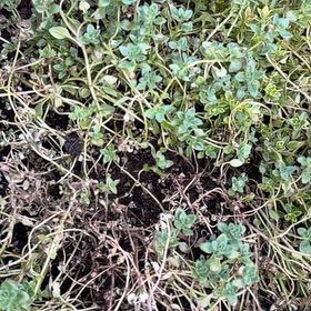 Photo of the plant species Lemon Thyme by @ProudAlbo31 named Hamilton on Greg, the plant care app