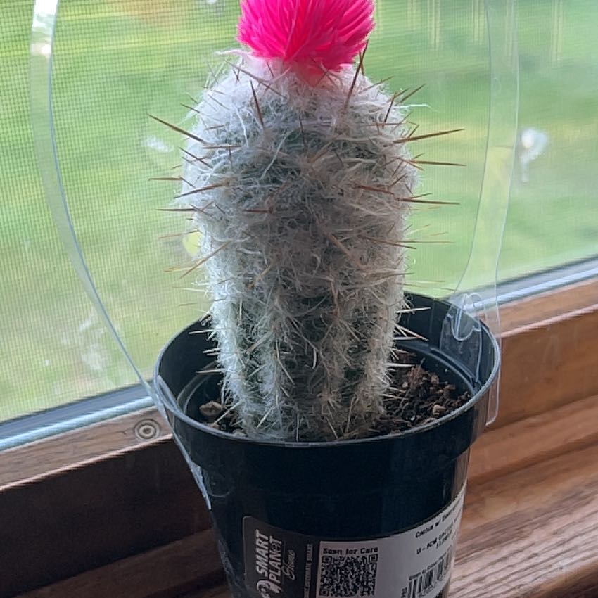 Photo of the plant species White Column Foxtail Cactus by @ImpartialTule17 named Willow on Greg, the plant care app