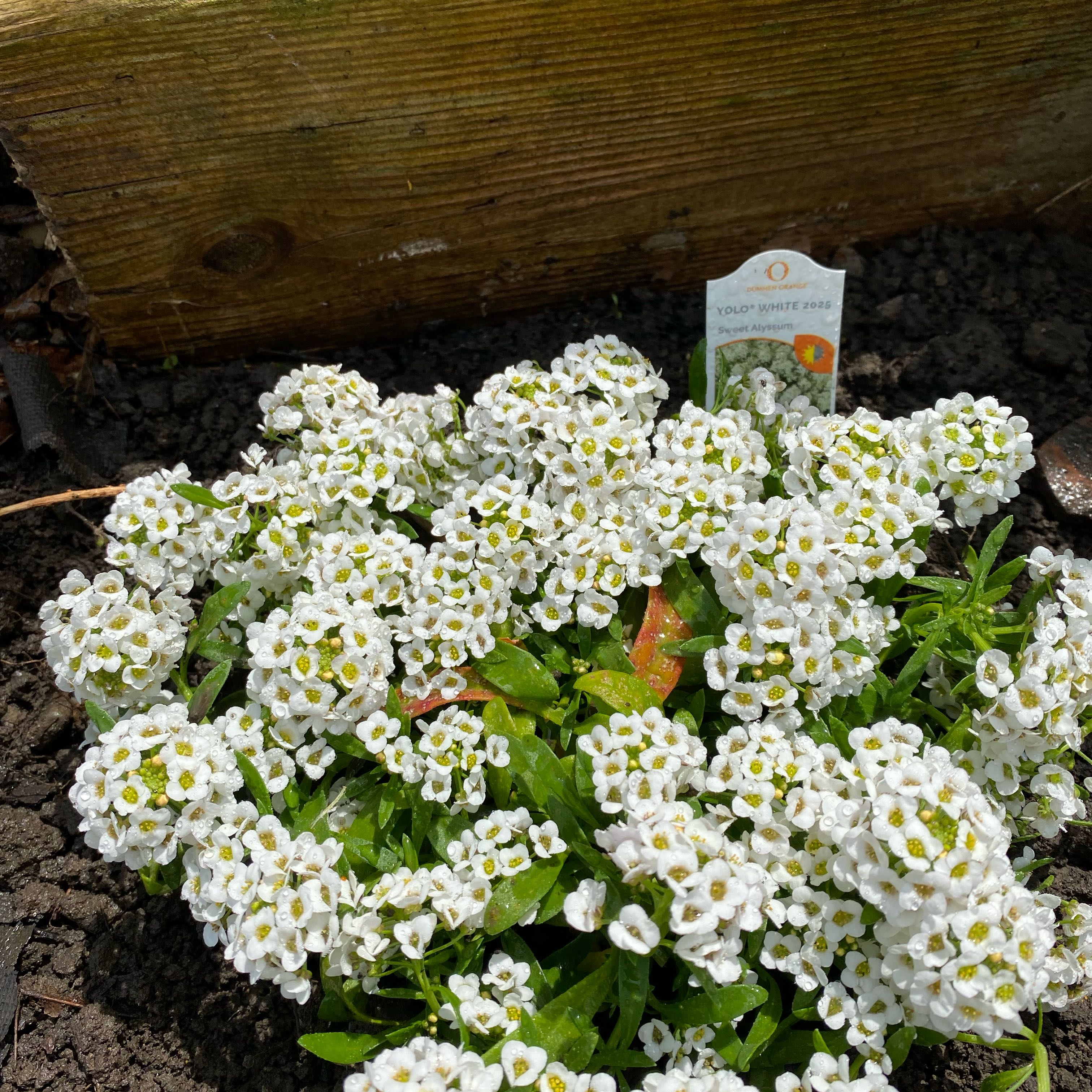 Photo of the plant species Sweet Alyssum by @KnowablePalqui named Bella on Greg, the plant care app