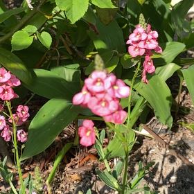 Photo of the plant species Diascia 'Sundiascia Upright Bright Pink' by @KnowablePalqui named Lola on Greg, the plant care app