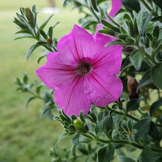 Photo of the plant species Petunia by @UltimateTeatree named Sanders on Greg, the plant care app