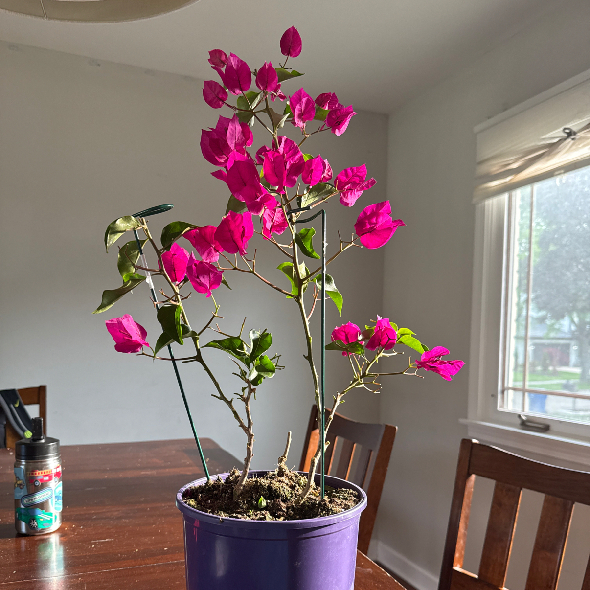 Photo of the plant species Lesser Bougainvillea by @IconPaleflax82 named Bugambilia on Greg, the plant care app