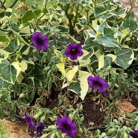 Photo of the plant species Colorado Four O'Clock by @JoysomeBeans named Doja Cat on Greg, the plant care app