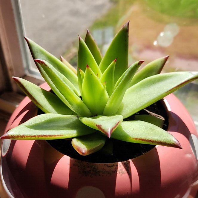 Photo of the plant species Echeveria 'Ebony' by @AbleMint75 named Elvira on Greg, the plant care app
