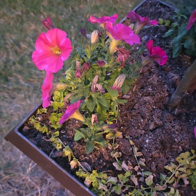 Photo of the plant species Petunia by @NewCatgrass18 named Aristotle on Greg, the plant care app