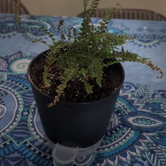 Photo of the plant species Black Spleenwort by @RegnantDuwei17 named Aristotle on Greg, the plant care app