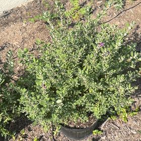 Photo of the plant species Texas Barometer Bush by @CivicCosmo66 named Huckleberry Fern on Greg, the plant care app
