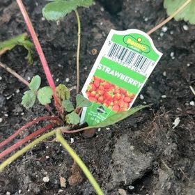 Photo of the plant species Scarlet Strawberry by @SaintlyMum92 named Marilyn on Greg, the plant care app