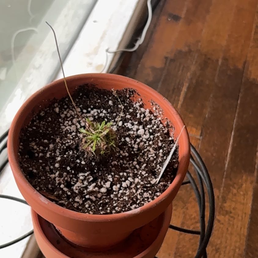 Photo of the plant species Oblong-Leaved Sundew by @PlantMama74 named Seymour on Greg, the plant care app