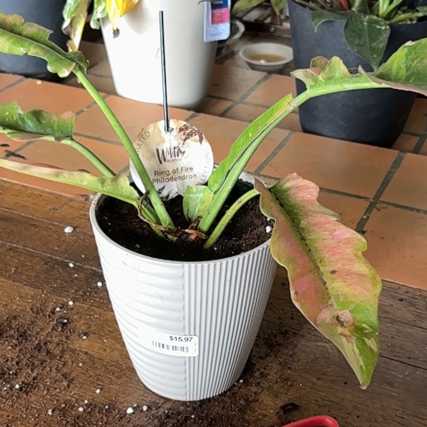 Photo of the plant species Ring Of Fire by @PlantMama74 named Toonchie on Greg, the plant care app