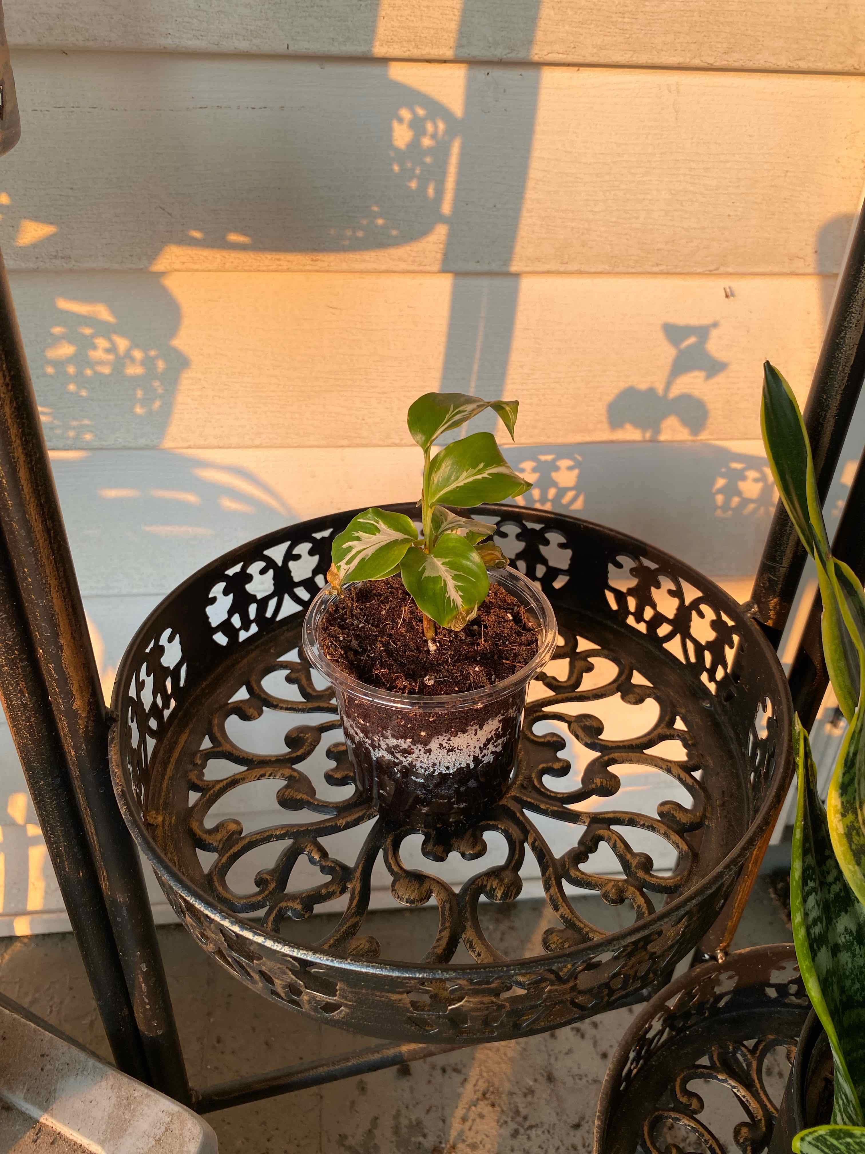 Photo of the plant species Calathea Stella by @ManlyPecan69 named Scarlett on Greg, the plant care app