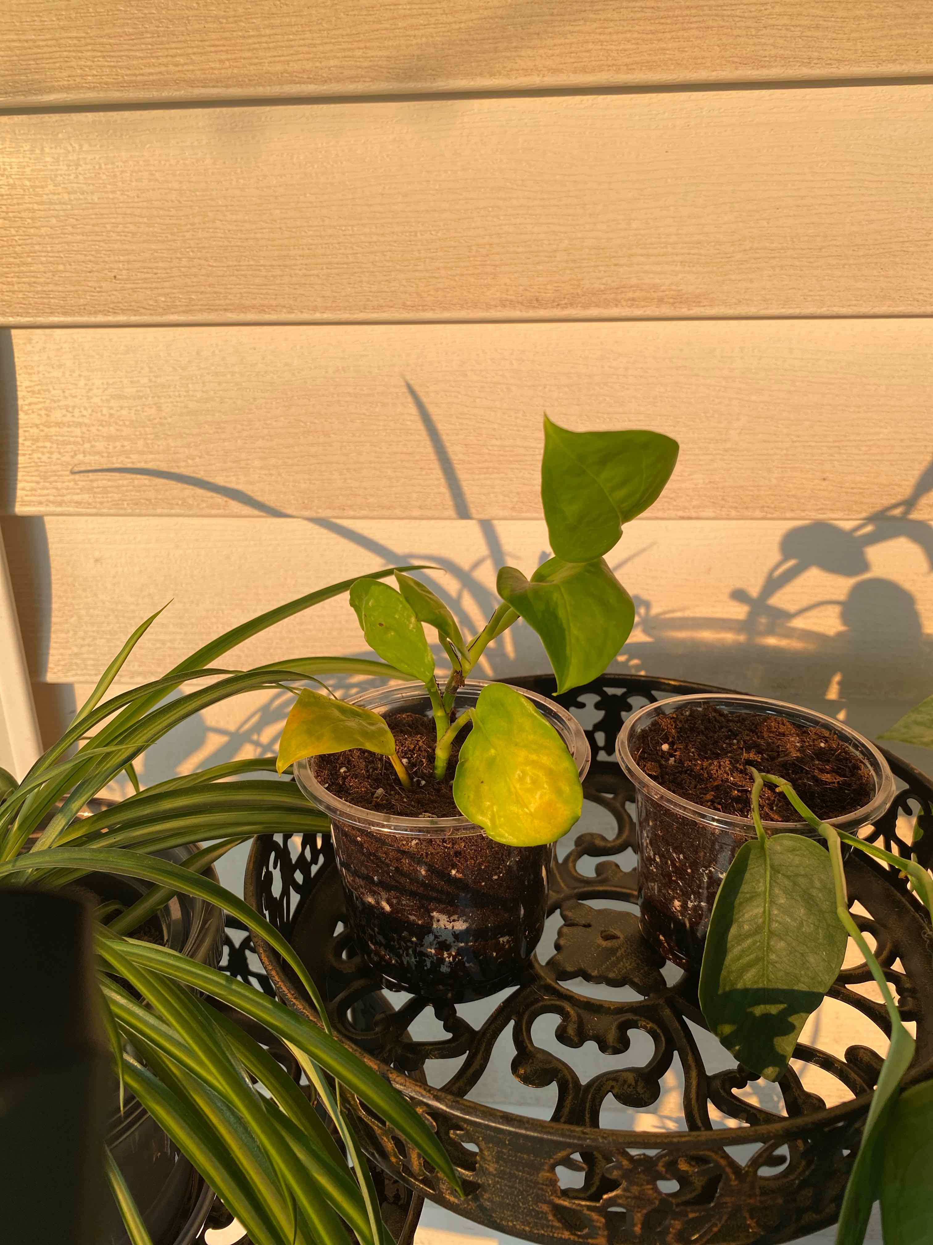 Photo of the plant species Lemon Top Pothos by @ManlyPecan69 named McKinley on Greg, the plant care app