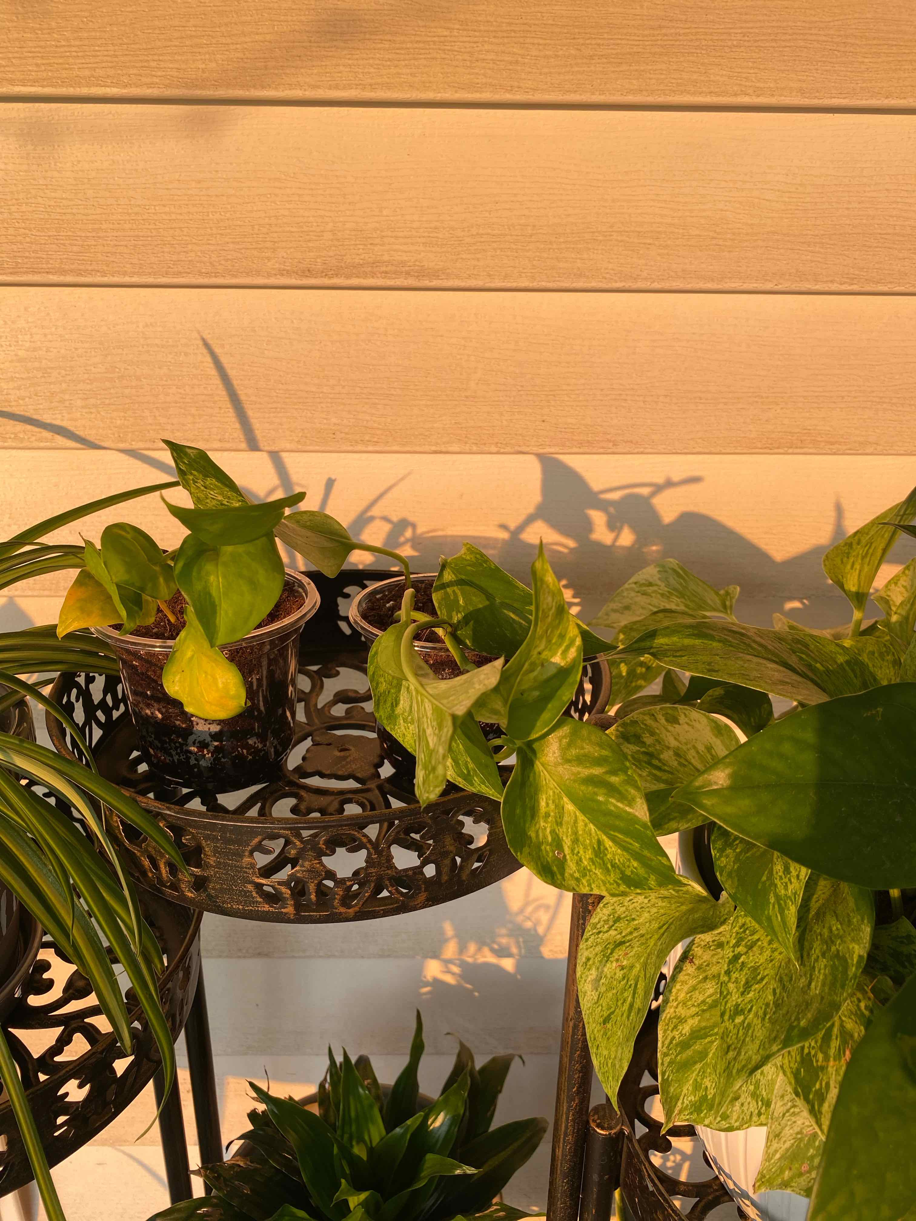 Photo of the plant species Jessenia Pothos by @ManlyPecan69 named Sanders on Greg, the plant care app
