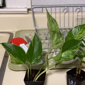 Photo of the plant species Jessenia Pothos by @ManlyPecan69 named Sanders on Greg, the plant care app