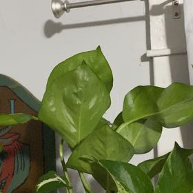 Photo of the plant species Global Green Pothos by @ManlyPecan69 named Mollie on Greg, the plant care app