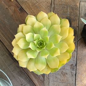 Photo of the plant species Gold Nugget Hens and Chicks by @ManlyPecan69 named Remington on Greg, the plant care app