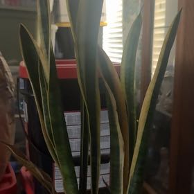 Photo of the plant species mother in law tongue by @DeanAllspice61 named Snake plant on Greg, the plant care app