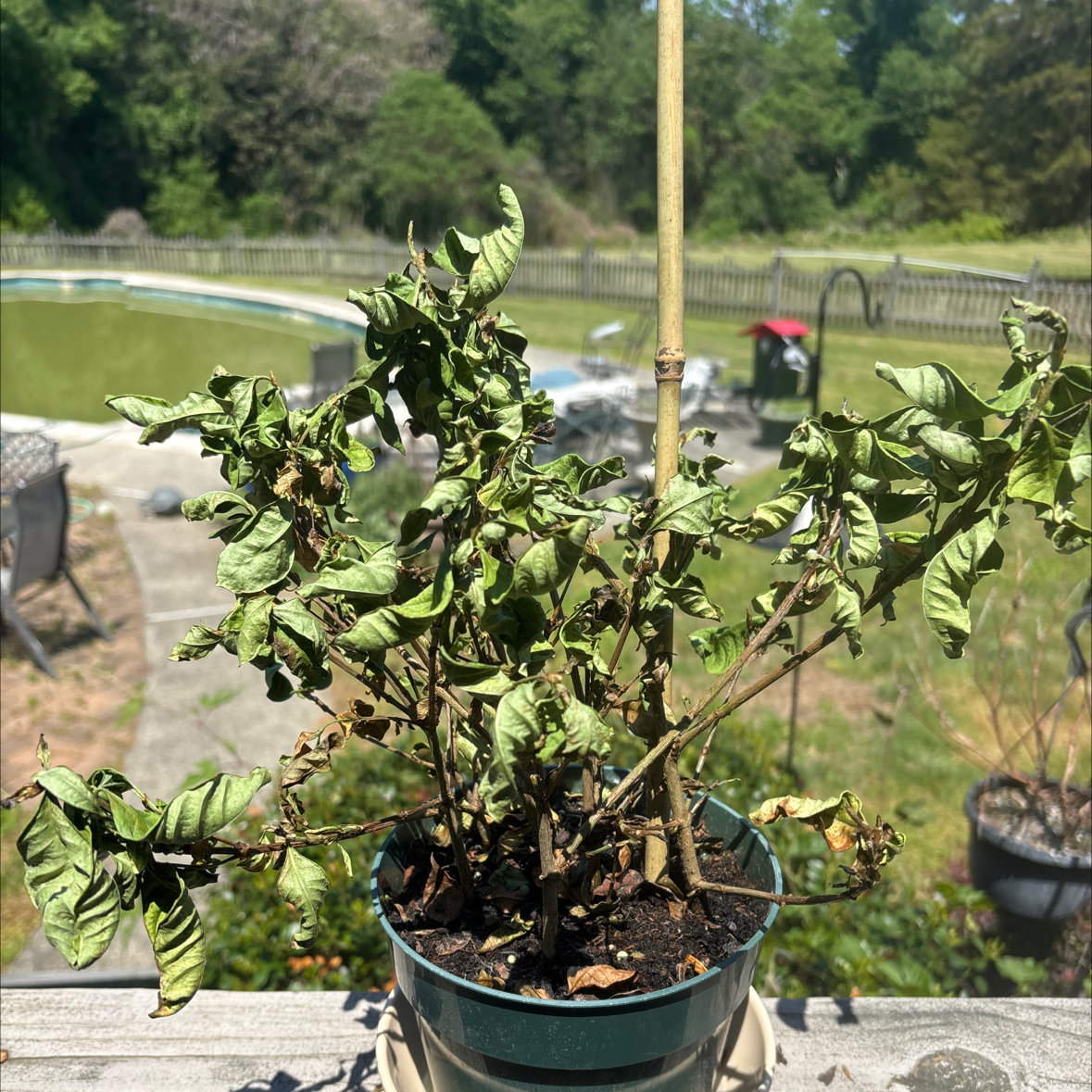 Photo of the plant species Common Gardenia by @WinninglyBorage named Sir Plancelot on Greg, the plant care app