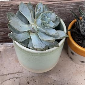 Photo of the plant species Peacock Echeveria by @SirRedsword73 named Mochi on Greg, the plant care app