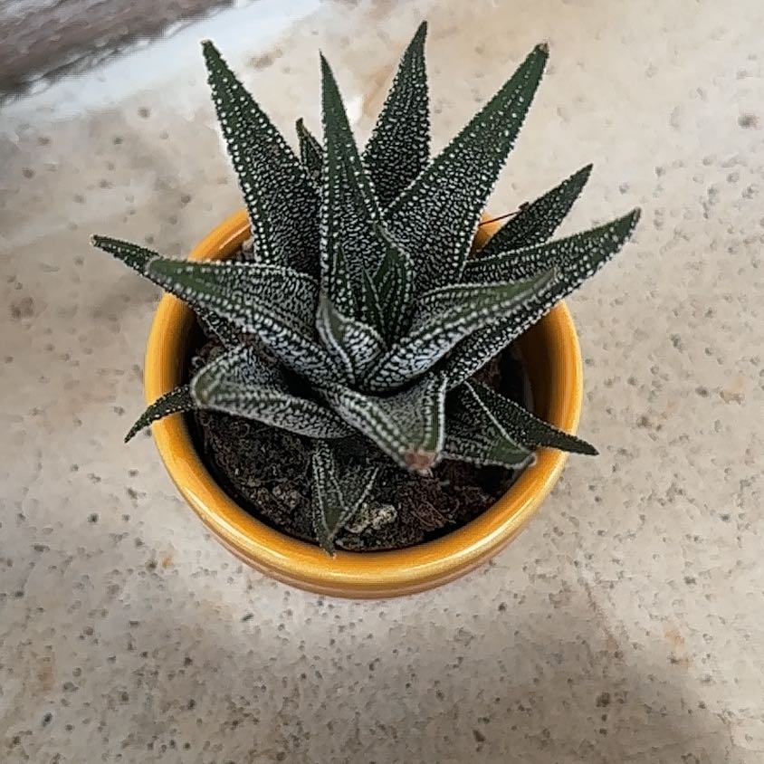 Photo of the plant species Haworthia attenuata 'Concolor' by @SirRedsword73 named Kawi on Greg, the plant care app